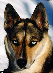 Tonya of Seppala head study