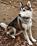 Dutto of Markovo, a son of Shango of Seppala, Siberian Husky bred by J. Jeffrey Bragg's Markovo Kennels.