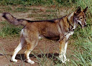 Haakon of Markovo, 1971, a Markovo Seppala Siberian Husky bred by J. Jeffrey Bragg out of Ditko of Seppala and Duska of Seppala.