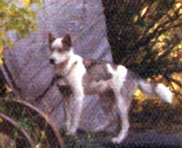 Helen of Markovo, 1973, Seppala Siberian Husky bred by J. Jeffrey Bragg, a key brood bitch used by Markovo Kennels and Uelen Kennels, cornerstone of the Sepp-Alta bloodline.