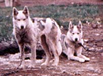 Helen and Holly of Markovo, 1973, Seppala Siberian Husky daughters of Ditko of Seppala bred by J. Jeffrey Bragg.