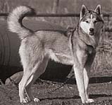 Minka of Markovo, 1974, of lovely Seppala Siberian Husky female bred by J. Jeffrey Bragg's Markovo Kennels.