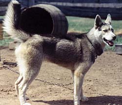Nera of Markovo, 1973, a Markovo Siberian Husky bred by J. Jeffrey Bragg.