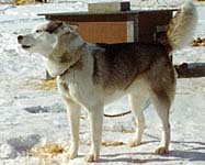 Norka of Markovo 1974, bred by J. Jeffrey Bragg, son of Bryar  lineage Seppala Siberian Husky Mikiuk Tuktu Tornyak.