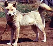 Nura of Markovo 1973, a fox-red Seppala Siberian Husky bitch bred by J. Jeffrey Bragg.