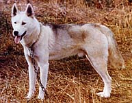 Nutok of Markovo in 1974 in Saskatchewan at Markovo Kennels, a Seppala Siberian Husk bred by J. Jeffrey Bragg.