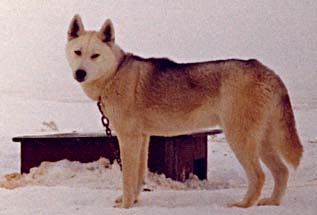 Nutok of Markovo 1973, an important Seppala Siberian Husky ancestor of the Seppala Siberian Sleddog evolving breed.