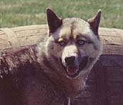 Tadluk's Ozero 1973, a 7/8 Seppala Racing Siberian Husky male bred by Tadluk Kennels