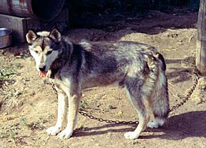 Shango of Seppala in 1973, a McFaul Siberian Husky used by Markovo Kennels in its rescue of Seppala strain.