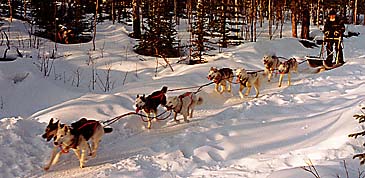 A team of Seppala Sleddogs mushing in the Yukon