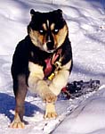 Tonya of Seppala, 3-month-old Seppala Siberian Sleddog puppy, easily pulls a piece of snowmobile track as she is broken to harness at Seppala Kennels in Canada's Yukon Territory.