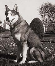 Vanka of Seppala, a McFaul Siberian Husky stud dog used by Markovo and Seppineau Kennels in the rescue of Seppala strain.