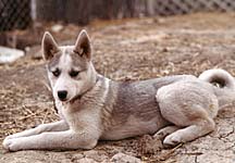 Xaire of Markovo, 1973, Seppala Siberian Husky puppy owned by Betsy Bush, future leader of the Doug Willett team.