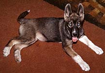 Zeita of Markovo, 1973, Seppala Siberian Husky puppy owned by Betsy Bush